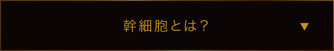 幹細胞とは？